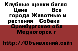 Клубные щенки бигля › Цена ­ 30 000 - Все города Животные и растения » Собаки   . Оренбургская обл.,Медногорск г.